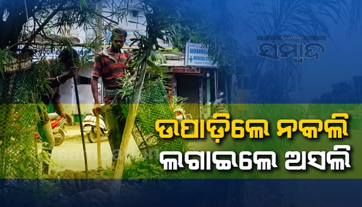  ‘ଫକ୍ସଟେଲ୍‌ ପାମ୍’ ଗଛ ବଦଳରେ ଲଗାଇଥିଲେ ‘ଏରିକା ପାମ୍‌’, ସ୍ମାର୍ଟସିଟି ଅର୍ଥ ଲୁଟିବାକୁ ଠିକାସଂସ୍ଥାର ଚକ୍ରାନ୍ତ ଫସର ଫାଟିଲା