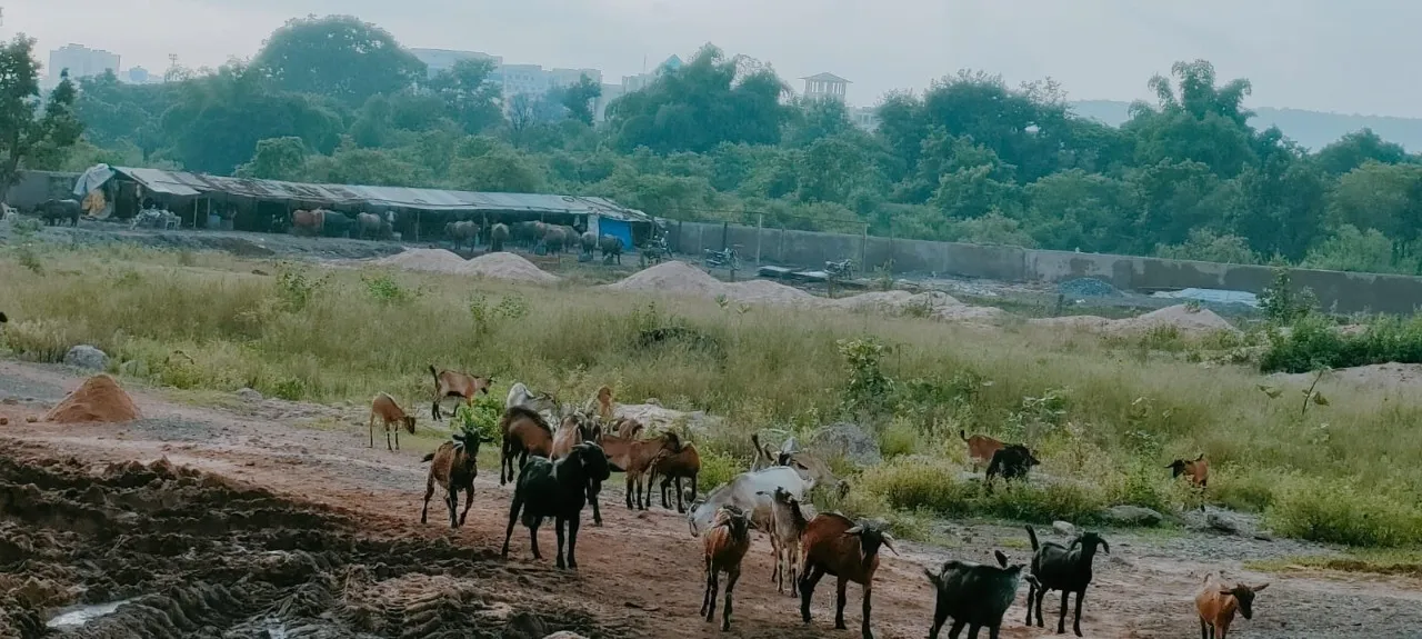  ବାସନ୍ତୀ କଲୋନିରୁ ଉଚ୍ଛେଦ, ଛେଣ୍ଡ୍‌ରେ ଥଇଥାନ!