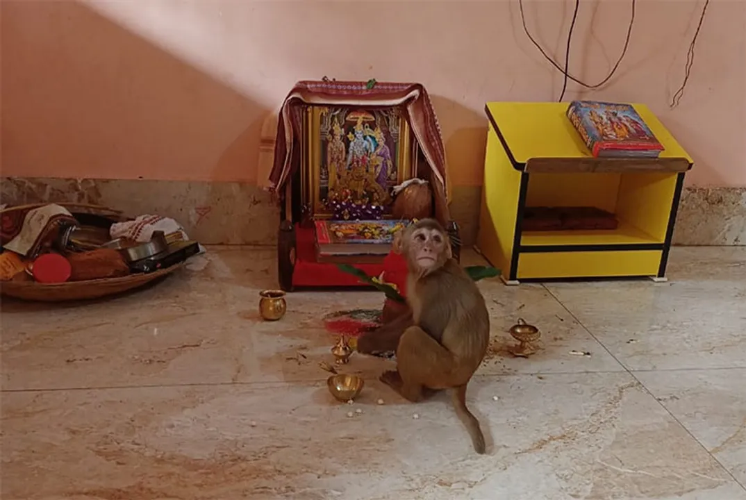  ରାମାୟଣ କଥା ଶୁଣୁଛି ହନୁ ମାଙ୍କଡ଼