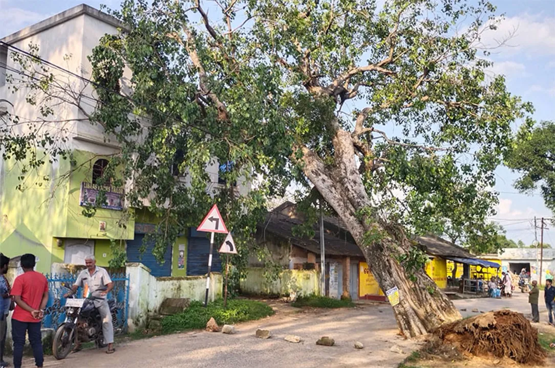  ଘର ଉପରୁ ହଟିଲା ଗଛ, ପ୍ରବଳ ବର୍ଷାରେ ଘର ଉପରେ ଉପୁଡ଼ି ପଡ଼ିଥିଲା