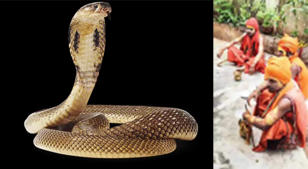  ସାଧୁ ବେଶଧାରୀ ସନ୍ଦିଗ୍ଧ ରାଜସ୍ଥାନର ସାପଧରାଳି