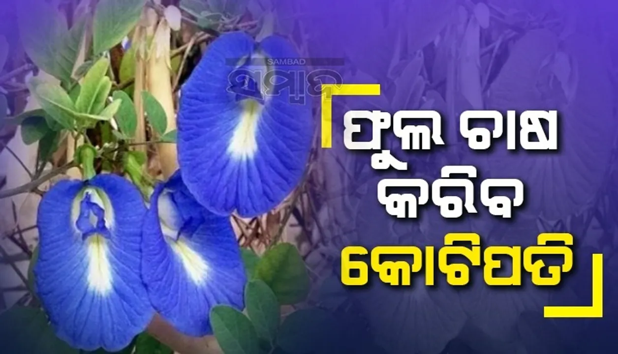  ଏହି ଫୁଲରୁ ତିଆରି ହୁଏ ବିଶ୍ୱ ପ୍ରସିଦ୍ଧ ଚା': ଆପଣ ବି ଚାଷ କରି ହୋଇପାରିବେ କୋଟିପତି