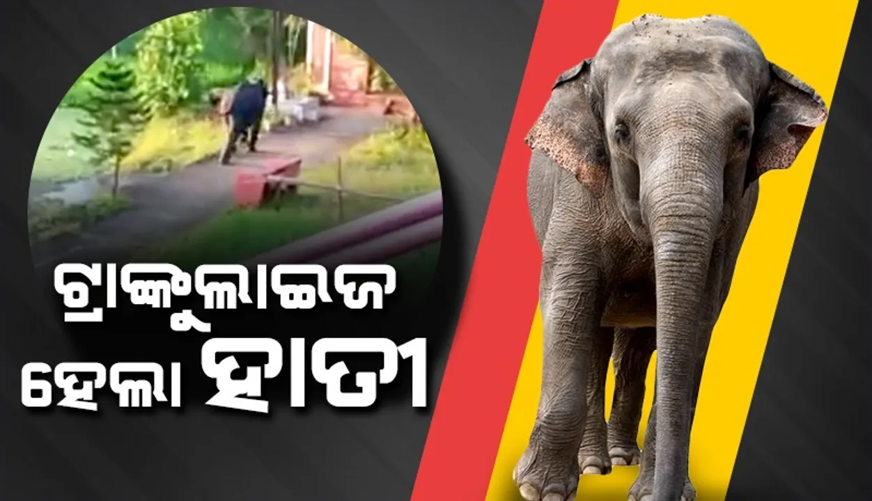  ଜଗତପୁରରେ ହାତୀ ଉପଦ୍ରବ ଘଟଣା: ଟ୍ରାଙ୍କୁଲାଇଜ ହେଲା ଆକ୍ରମଣକାରୀ ହାତୀ