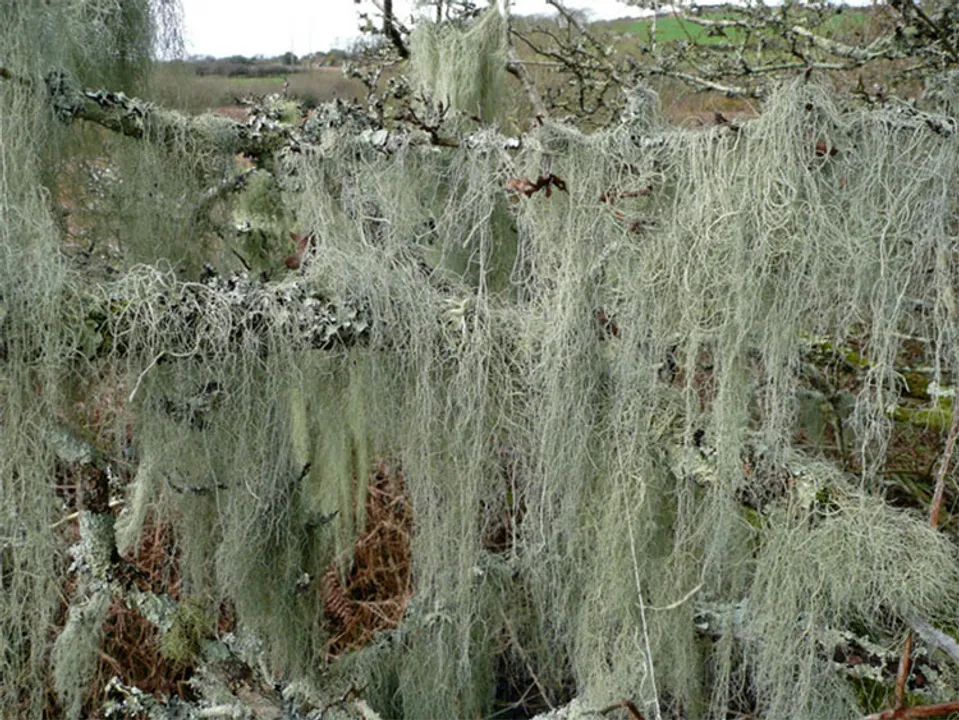  
Noxious Weeds Blog 
