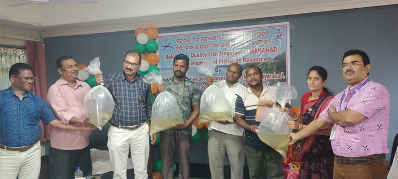  ମହାନଦୀରେ ଛଡ଼ାଗଲା ୧୨ ଲକ୍ଷ ମାଛ ଯାଆଁଳ