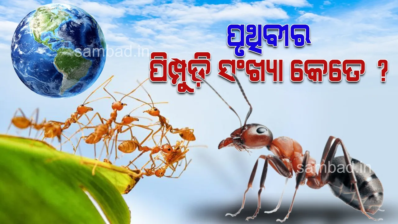  ପୃଥିବୀରେ ବାସ କରୁଛନ୍ତି ୧୨ ହଜାର ଜାତିର ୨୦ କ୍ବାଡ୍ରିଲିୟନ୍‌ ପିମ୍ପୁଡ଼ି