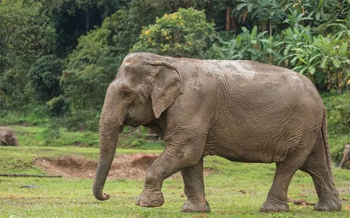  Elephant Nature Park 