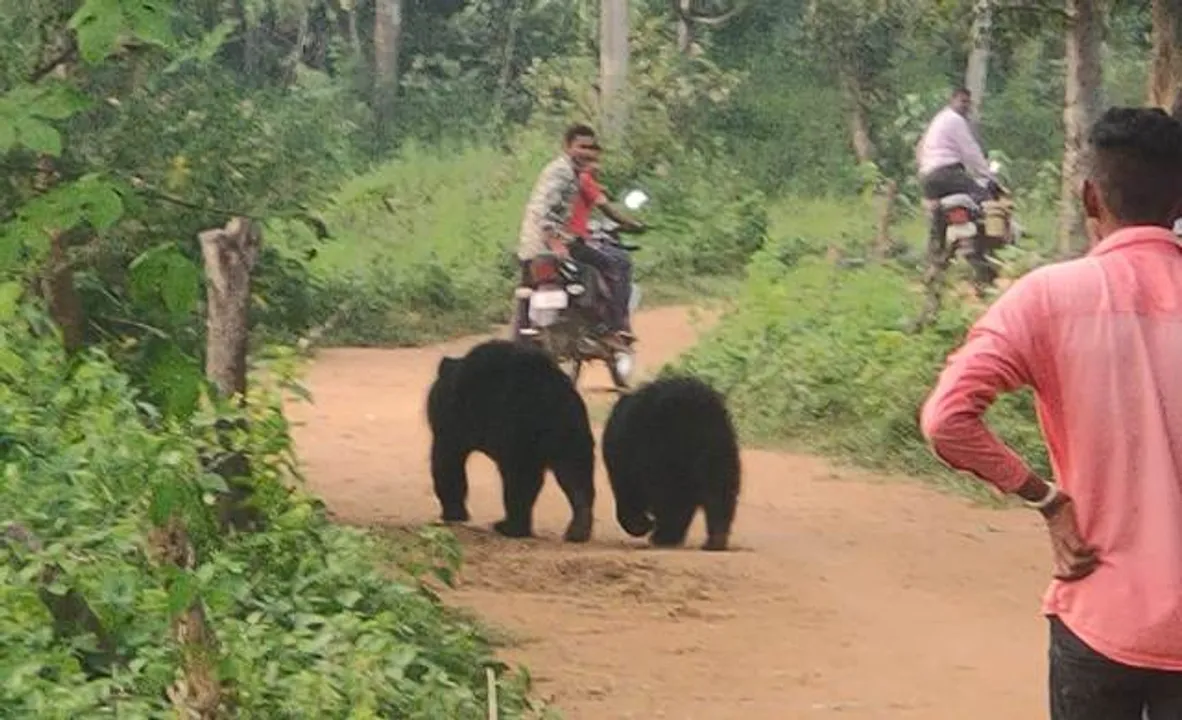  ଛୁଆକୁ ସାଥୀରେ ନେଇଁ ଗାଁକୁ ପଶିଲା ମା’ ଭାଲୁ
