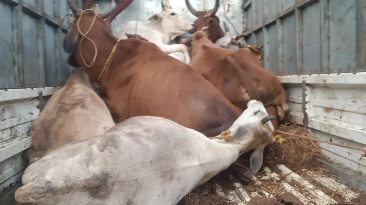  ପିକଅପରେ ୧୮ଟି ଗୋରୁ ଚାଲାଣ ହେଉଥିବା ସମୟରେ ଗାଡି ଅଟକ ରଖିଲେ ଗ୍ରାମବାସୀ