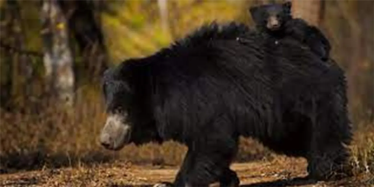  Pugdundee Safaris 