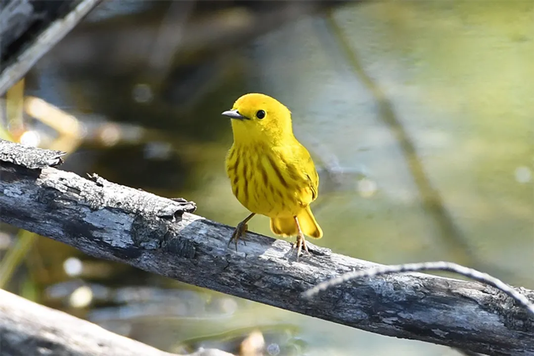  BirdWatching 