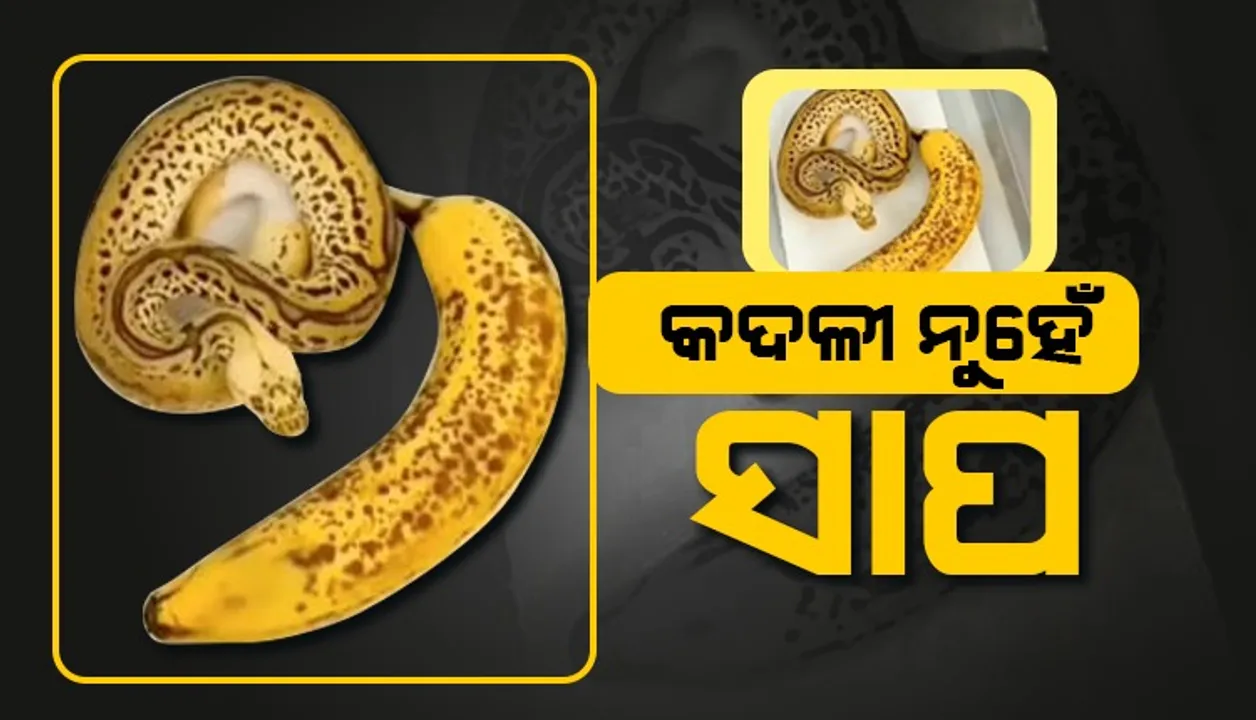  କଦଳୀ ନୁହେଁ ସାପ; ଭୟାଳୁ ସ୍ବଭାବର ନହୋଇଥିଲେ ଭିଡିଓଟିକୁ ଦେଖନ୍ତୁ