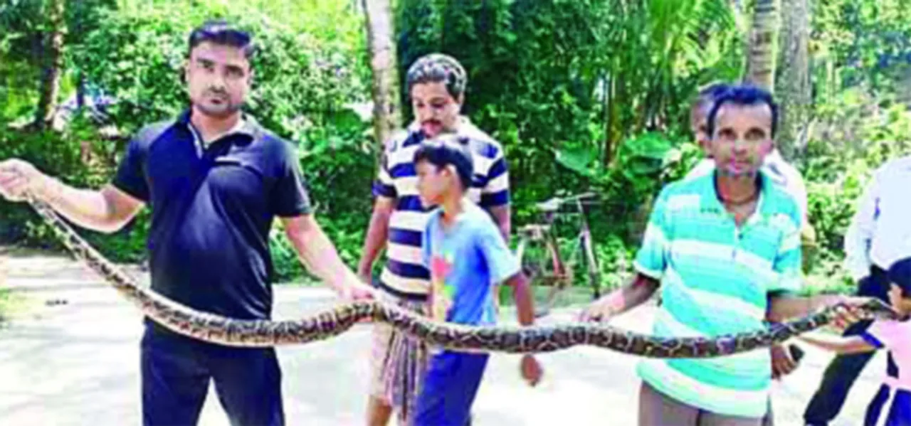  ଜାଲରେ ପଡ଼ିଲା ୬ ଫୁଟ୍ ଲମ୍ବର ସାପ