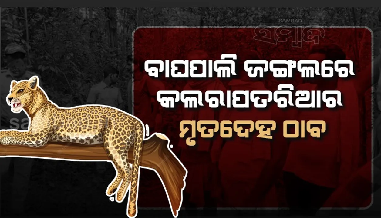  ବାଘପାଲି ଜଙ୍ଗଲରେ କଲରାପତରିଆର ମୃତଦେହ ଠାବ, ଶିକାରୀ ନଖ କାଟି ନେଇଥିବା ଅଭିଯୋଗ