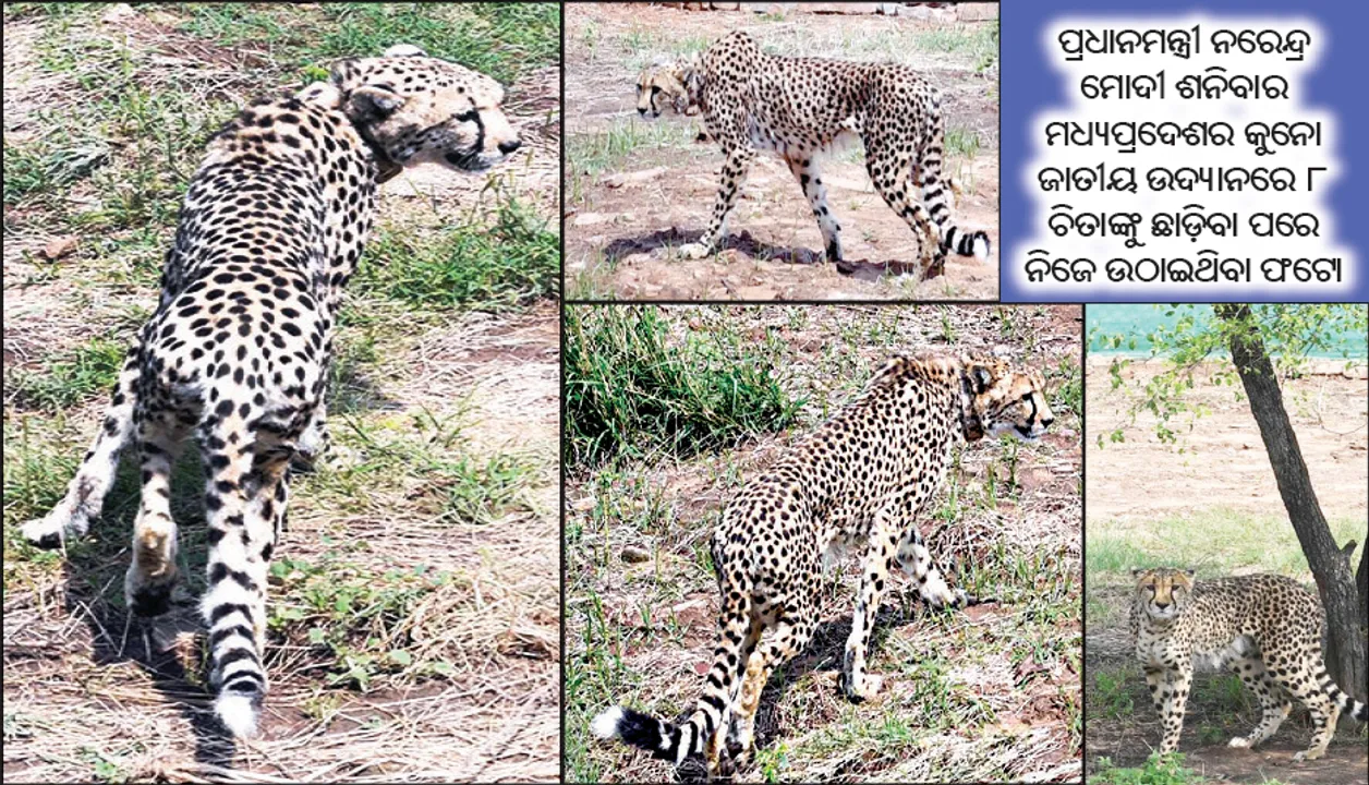  ଚିତାଙ୍କ ପାଇଁ ନେତା ବଡ଼ ବିପଦ: ମୋଦୀ