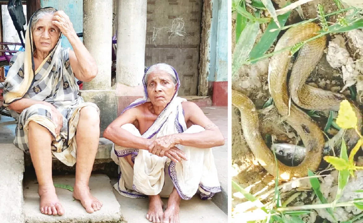  ବିଷାକ୍ତ ପିମ୍ପୁଡ଼ି ଆତଙ୍କ: ଲୋକେ ଅସ୍ତବ୍ୟସ୍ତ, ପ୍ରଶାସନ ନିରବ