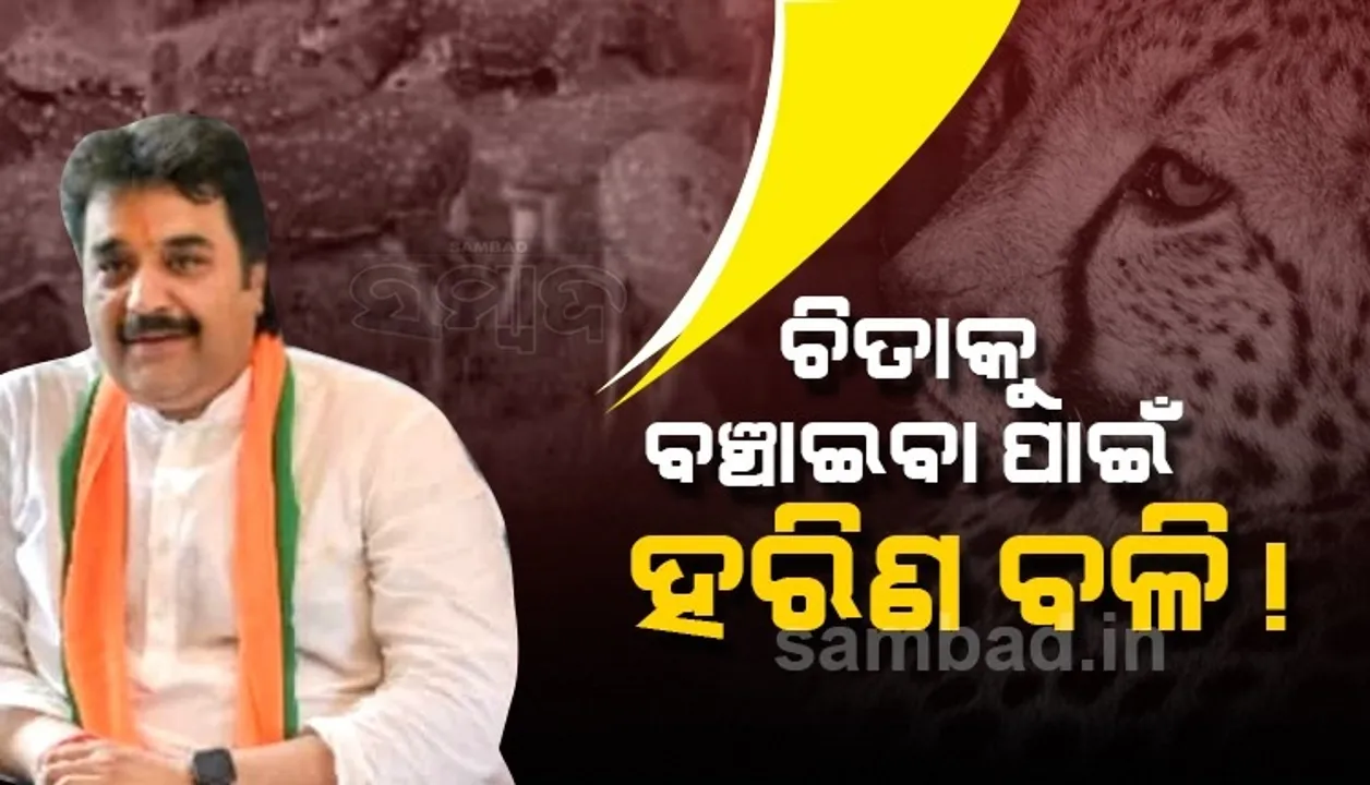  ଭାରତ ଆସିଥିବା ଚିତାର ଭୋଜନ ପାଇଁ ହରିଣ ପଠାଯାଉଥିବା ଜାଣି ବିଜେପିରେ ଆରମ୍ଭ ହେଲା ବିବାଦ