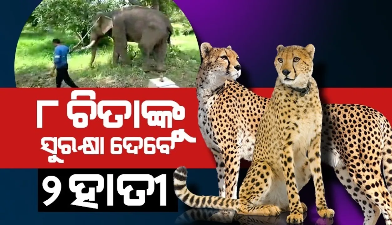  ନାମିବ୍ୟାରୁ ଆସିଥିବା ୮ଟି ଚିତାଙ୍କ ସୁରକ୍ଷା ଦାୟିତ୍ବ ନେଲେ ୨ଟି ହାତୀ