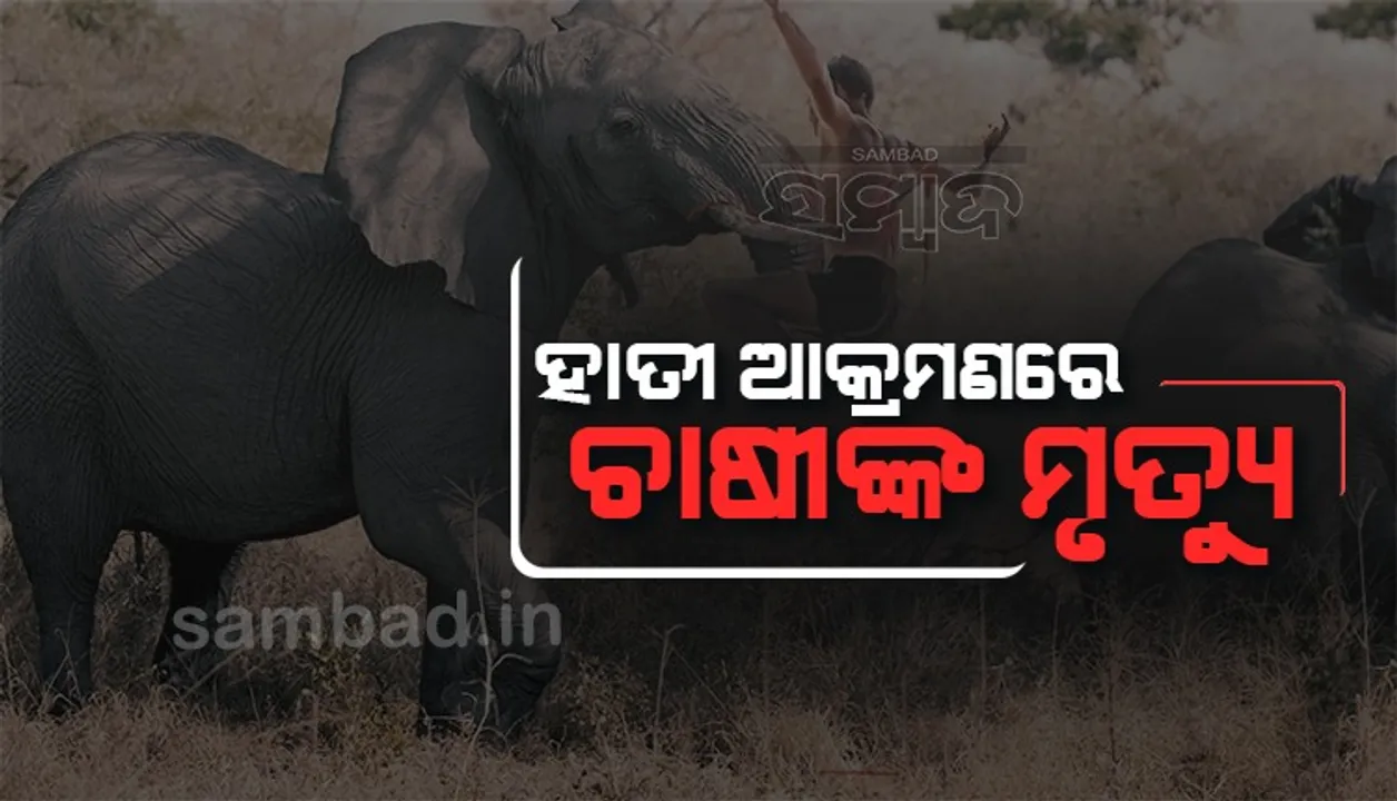  ଶୁଣ୍ଢରେ ଟେକି କଚାଡ଼ି ଦେଲା ହାତୀ: ଚାଲିଗଲା ଚାଷୀଙ୍କ ଜୀବନ