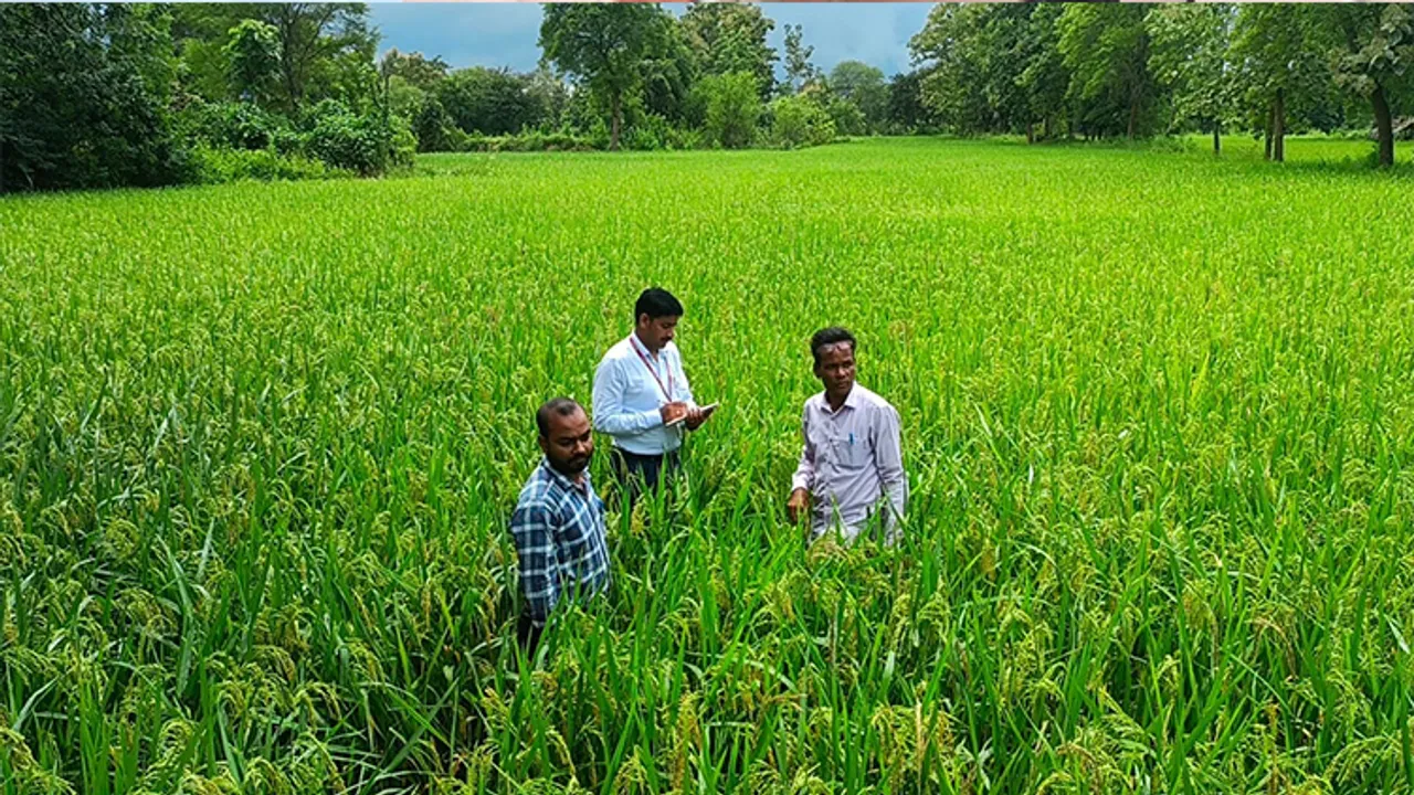  ଧାନ ଫସଲରେ ରୋଗପୋକ, ଚିନ୍ତାରେ ଚାଷୀ