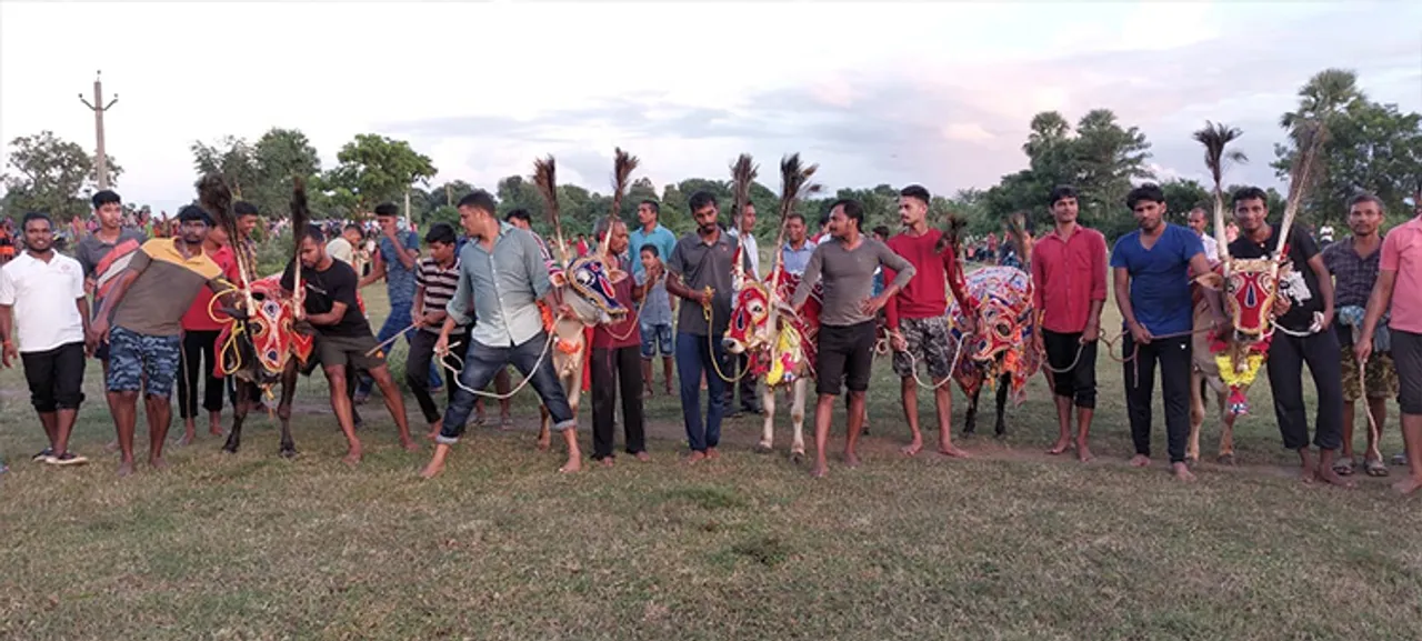  କେଶଦୁରାପାଳରେ ବଳଦଯାତ୍ରା