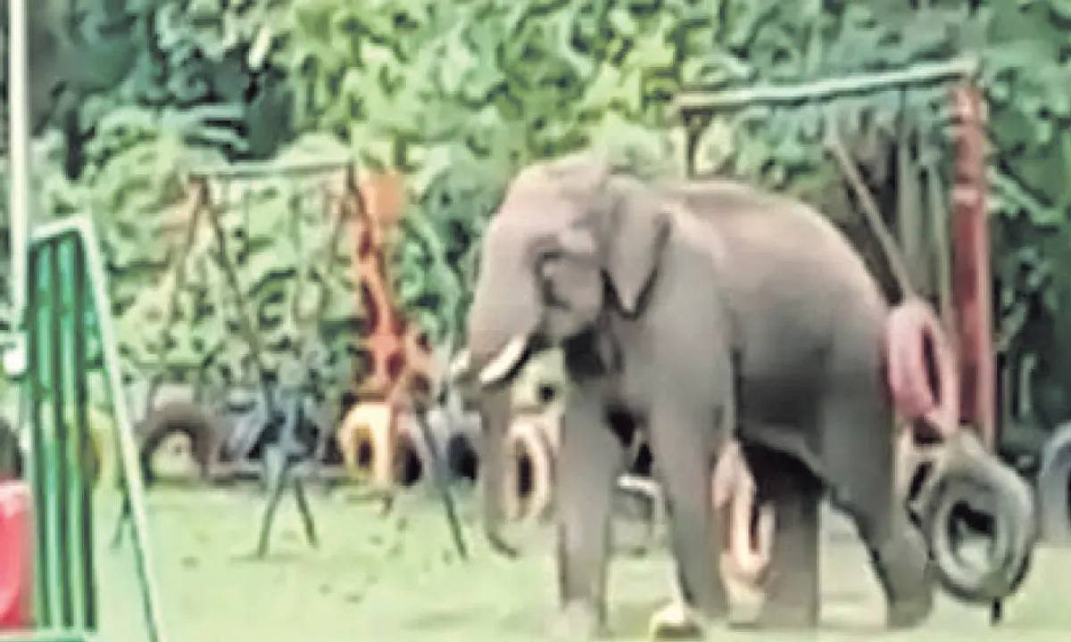  ଶିଶୁ ଉଦ୍ୟାନରେ ହାତୀର କସରତ