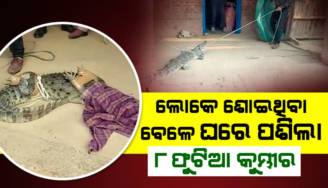  ରାତିରେ ପରିବାର ଲୋକେ ଶୋଇଥିବା ବେଳେ ଖାଦ୍ୟ ସନ୍ଧାନରେ ଘରେ ପଶିଲା ୮ ଫୁଟିଆ କୁମ୍ଭୀର