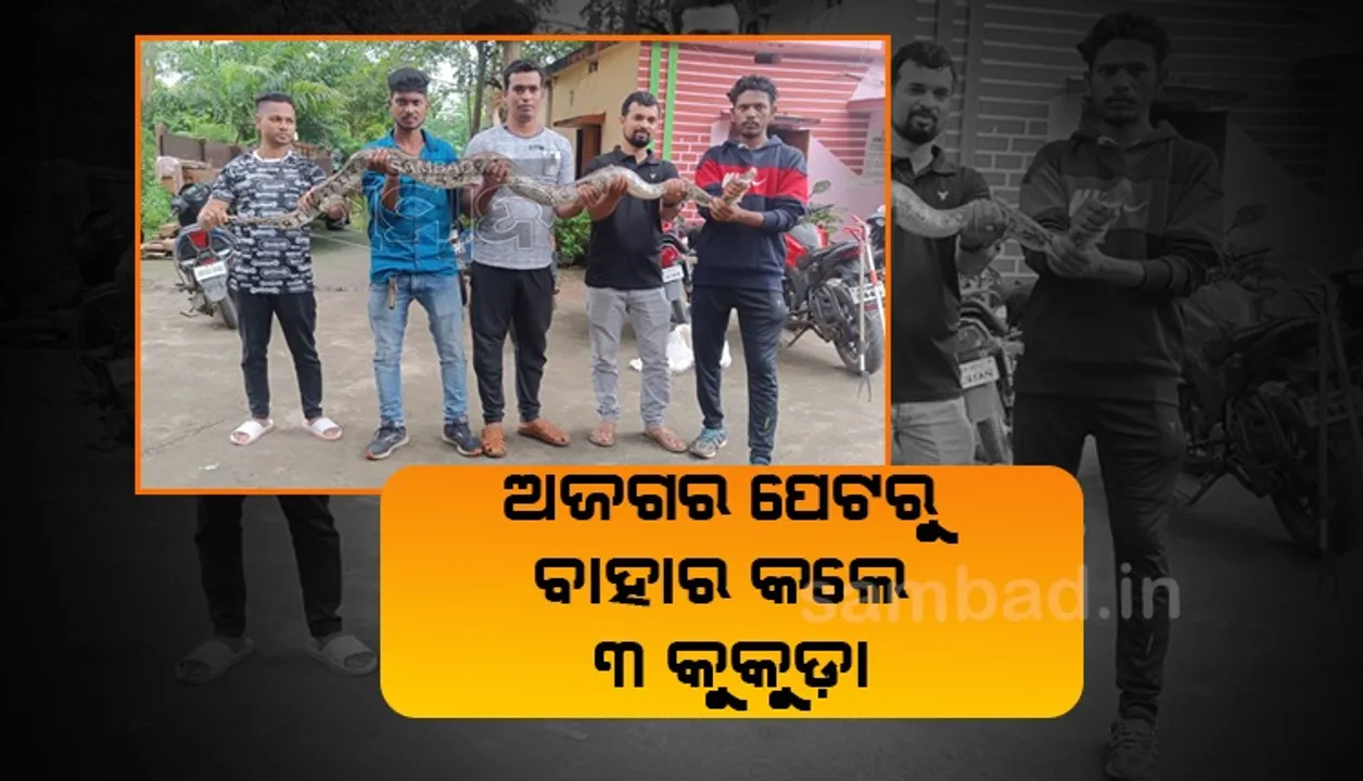  କୁକୁଡ଼ା ଖାଇବାକୁ ଆସି ଲୋକଙ୍କ ହାତରେ ଧରାପଡ଼ିଲା ବିଶାଳ ଅଜଗର