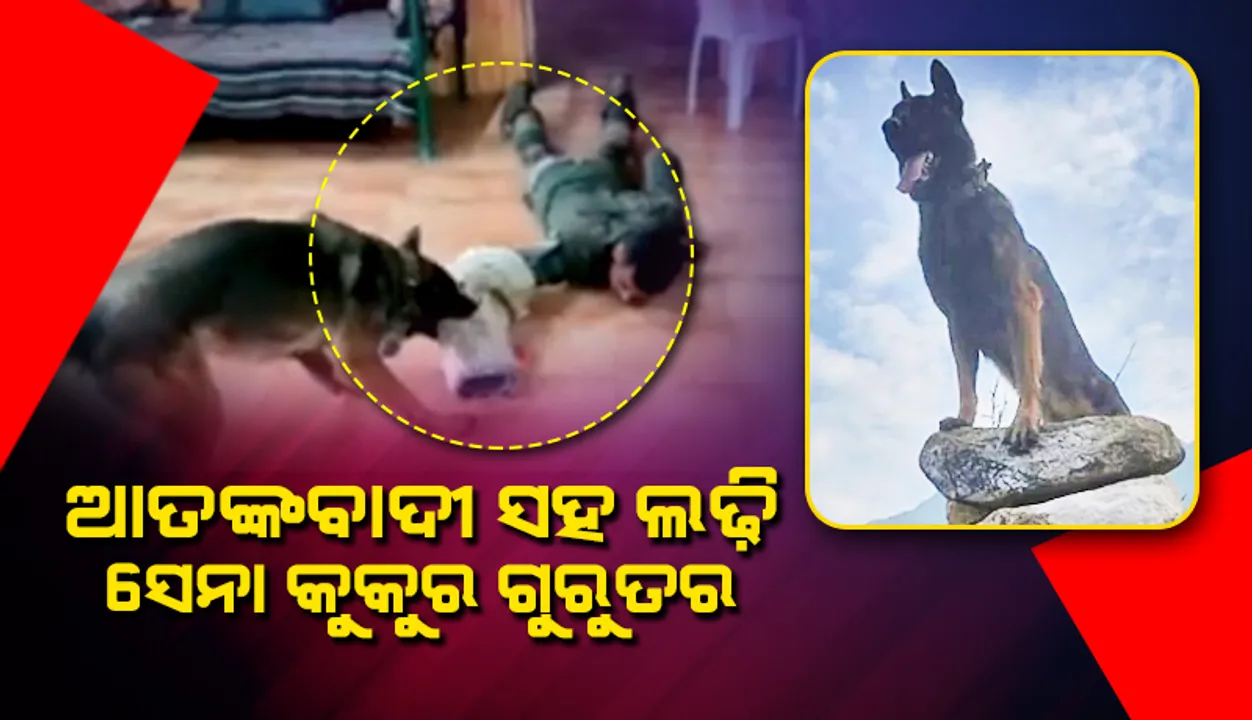  ଆତଙ୍କବାଦୀଙ୍କ ସଙ୍ଗେ ଲଢ଼ି ଭାରତୀୟ ସେନାର ଆକ୍ରମଣକାରୀ କୁକୁର ‘ଜୁମ୍‌’ ସାଙ୍ଘାତିକ ଆହତ