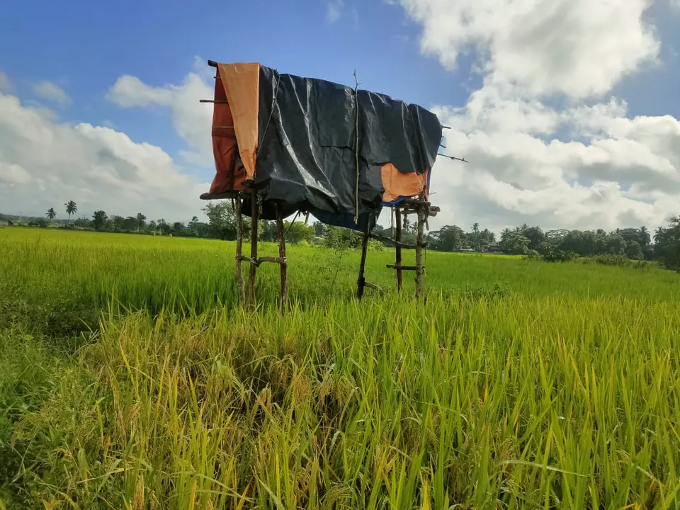  ଚାଷ ଜମିରେ ମାଙ୍କଡ ଓ ବାରହା ଉପଦ୍ରବ: କଷ୍ଟ ଉପାର୍ଜିତ ଫସଲ ସୁରକ୍ଷା ନେଇ ଚିନ୍ତାରେ ଚାଷୀ