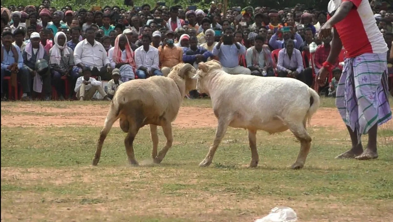  ବାନ୍ଦଣା ପର୍ବରେ ପାରମ୍ପରିକ ମେଣ୍ଢା ଲଢେଇ। (ଫଟୋ: ତୁଷାର, ରାଇରଂଗପୁର)