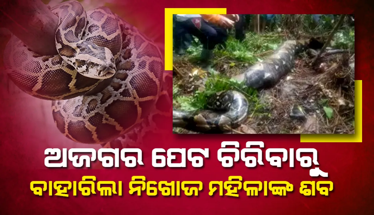  ୧୬ ଫୁଟିଆ ଅଜଗର ପେଟ ଚିରିବାରୁ ବାହାରିଲା ନିଖୋଜ ମହିଳାଙ୍କ ଶବ