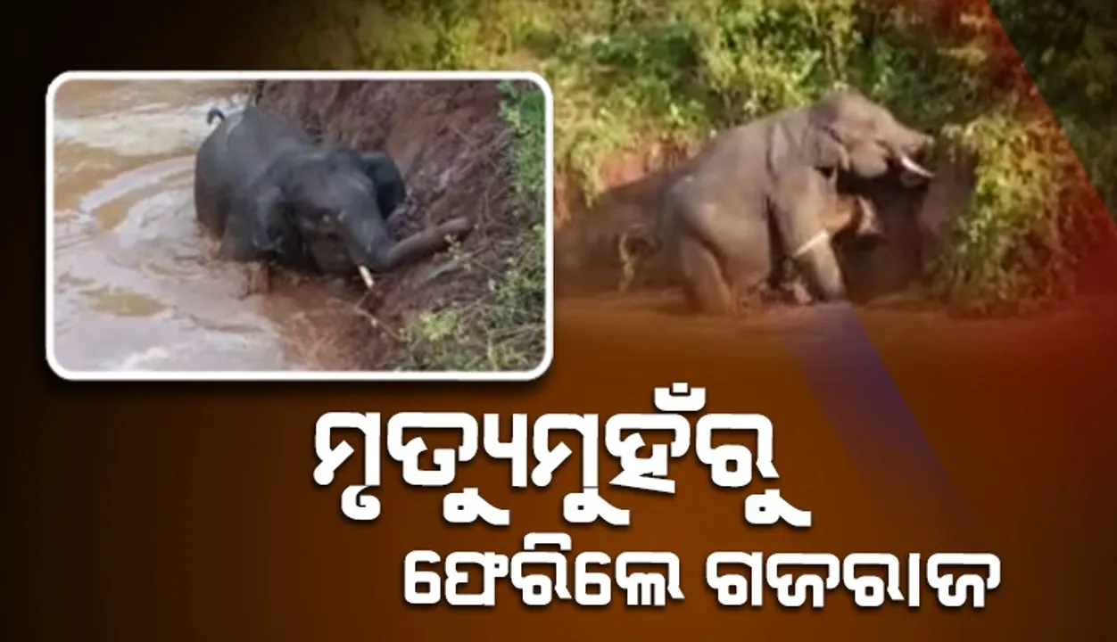  ଗତ ରାତିରୁ ପୋଖରୀରେ ଫସି ରହିଥିବା ହାତୀ ଉଦ୍ଧାର