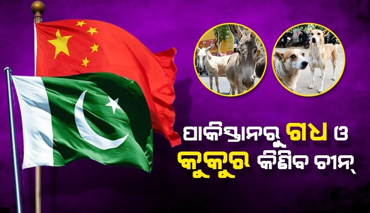  ପାକିସ୍ତାନରୁ ଗଧ ଓ କୁକୁର କିଣିବ ଚୀନ୍, ଏହା ଜରିଆରେ ଅର୍ଥନୀତିରେ ଉନ୍ନତି ଆଣିବାକୁ ଚେଷ୍ଟା କରୁଛି କି ପାକ୍?