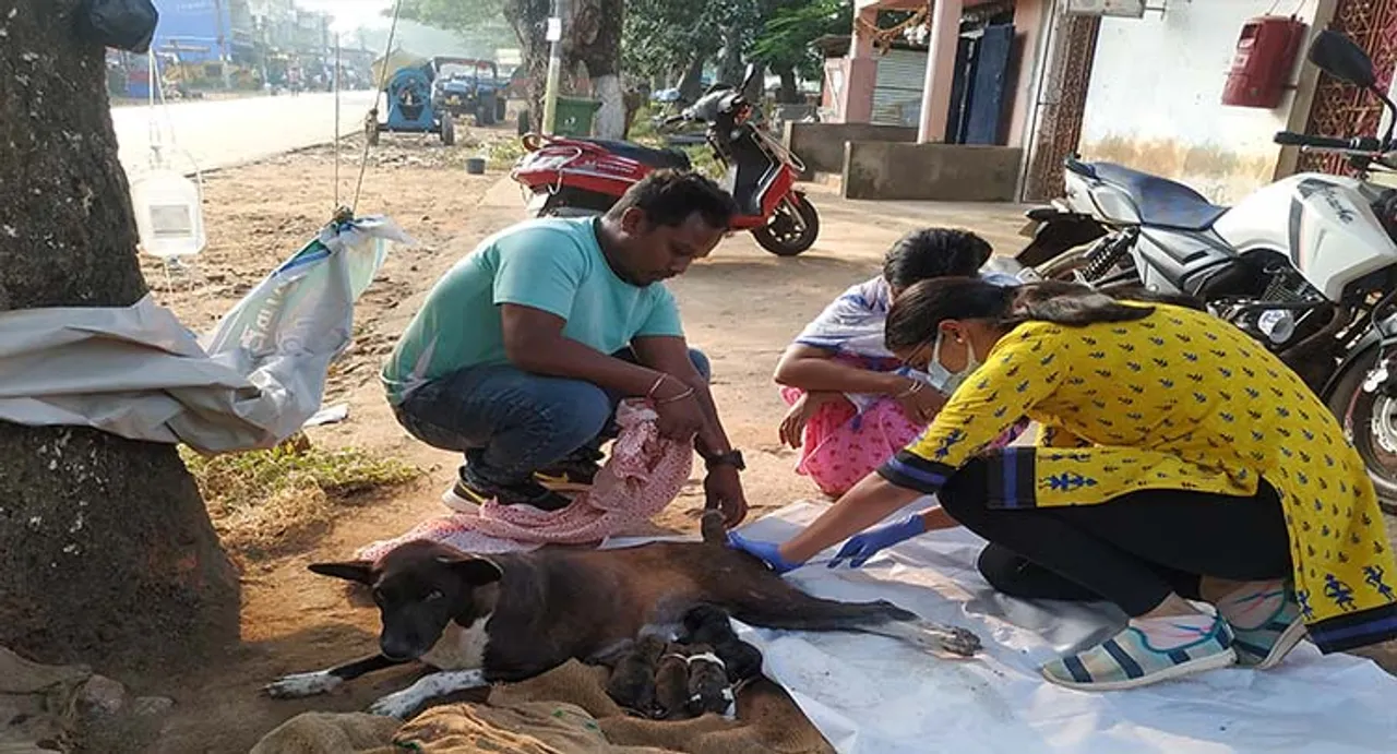  ଦୁର୍ଘଟଣାରେ ଆହତ ବୁଲା କୁକୁରର ଯତ୍ନ ନେଲେ ଲୋକେ