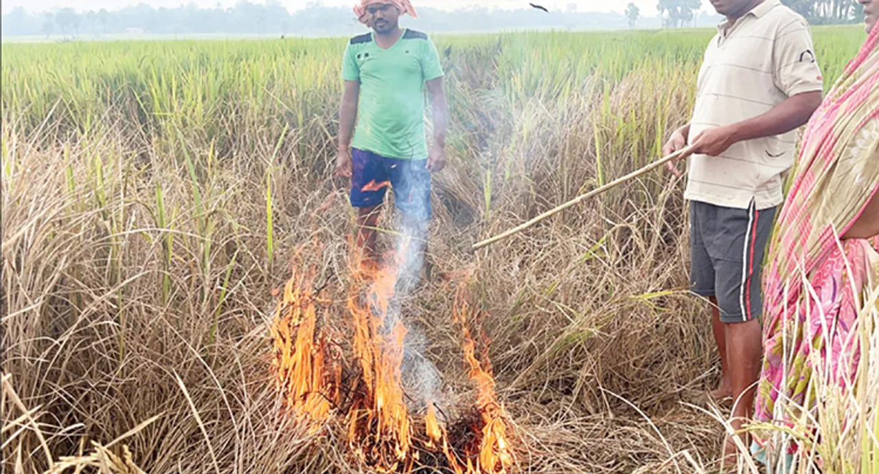  ପଙ୍ଗପାଳ ଭଳି ସବୁଆଡ଼େ ମାଡ଼ିଗଲେଣି ଚକଡ଼ା ପୋକ