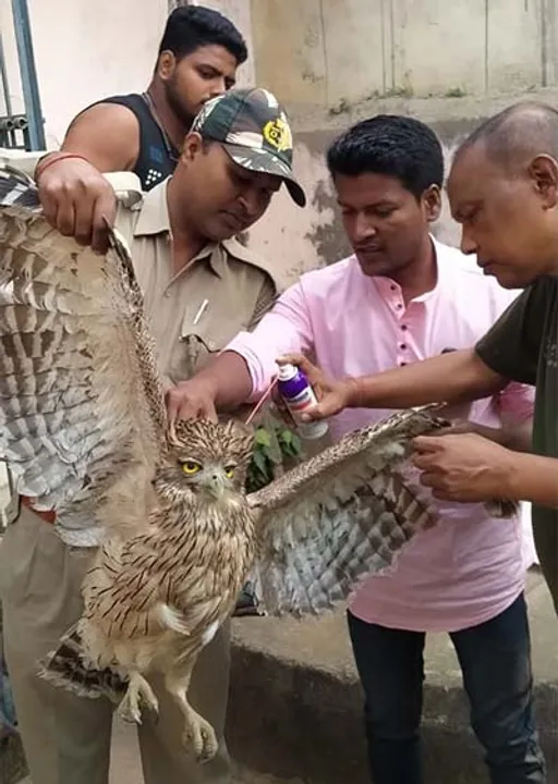  ବିରାଟ ପେଚା ଉଦ୍ଧାର