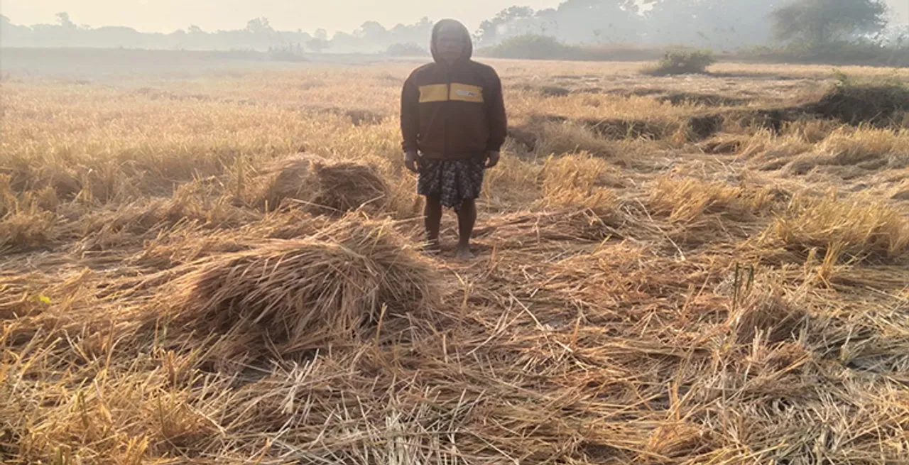  ହାତୀପଲ ଖାଇଗଲେ ୩ ଶହ ବସ୍ତା ଧାନ