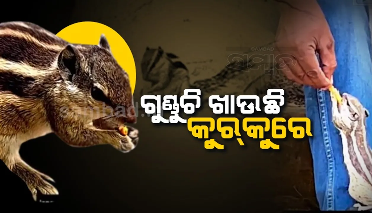  ଇଣ୍ଟର୍‌ନେଟ୍‌ରେ ଭାଇରାଲ୍‌ ହେଲା ଗୁଣ୍ଡୁଚି ମୂଷାକୁ ଯୁବକ କୁର୍‌କୁରେ ଖୁଆଉଥିବାର ଦୃଶ୍ୟ