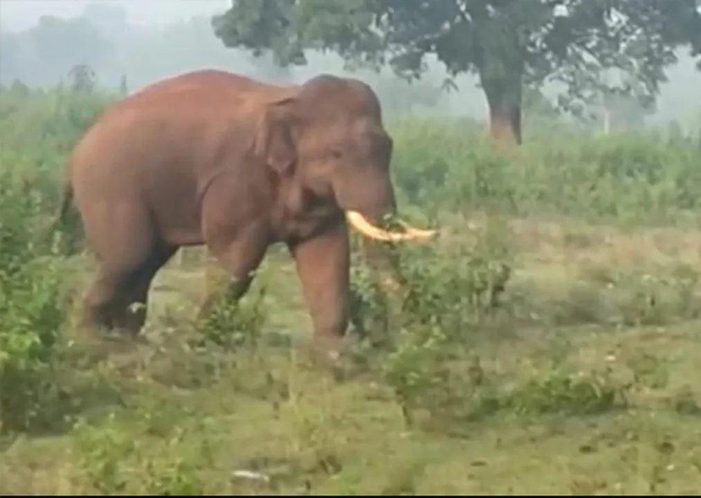  ଘୁମୁସର ବନଖଣ୍ଡରେ ହାତୀ ଉତ୍ପାତ ବଢ଼ିଲା
