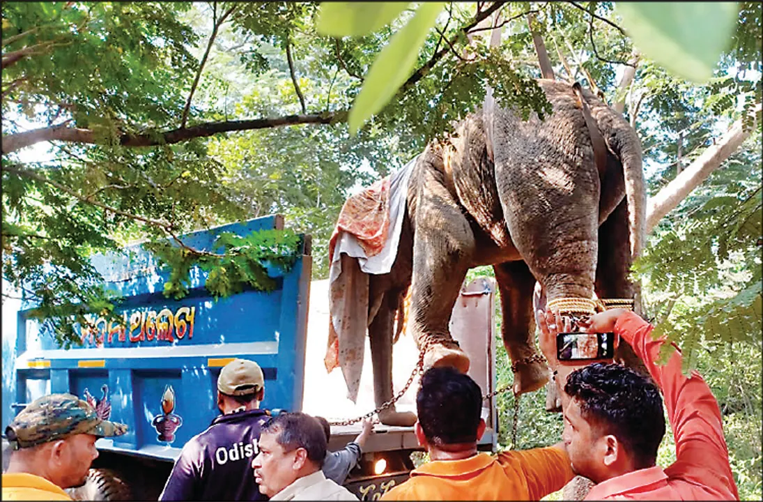  ହାଇୱାରେ ବୁଲିଲା ହାତୀ, ବୁଲେଇ ବୁଲେଇ ଅଭୟାରଣ୍ୟରେ