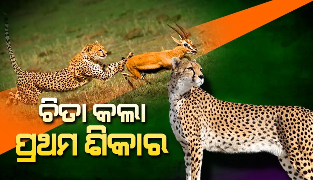  ଅଫ୍ରିକାରୁ ଆସିଥିବା ଚିତାର ପ୍ରଥମ ଶିକାର ବନିଲା ଏହି ପ୍ରାଣୀ