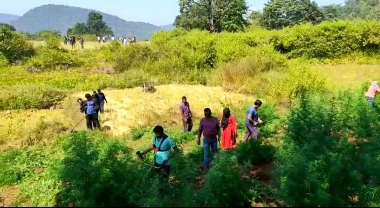  ୪ କୋଟି ୭୦ ଲକ୍ଷ ଟଙ୍କାର ଗଂଜେଇ ଗଛ ନଷ୍ଟ