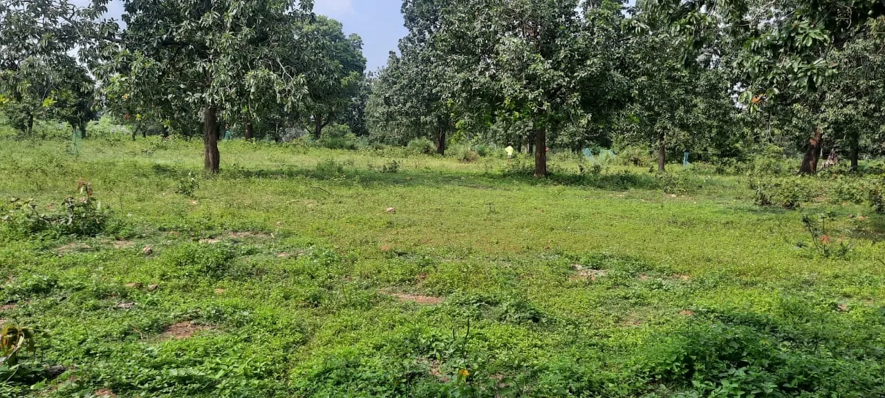  ଏମଜିଏନଆରଇଜିଏସରେ ଗଛ ନଲଗାଇ ଟଙ୍କା ଚଳୁ, ୫୩ ମୃତ ବ୍ୟକ୍ତିଙ୍କ ନାମରେ ଭତ୍ତା ଅର୍ଥ ହଡପ