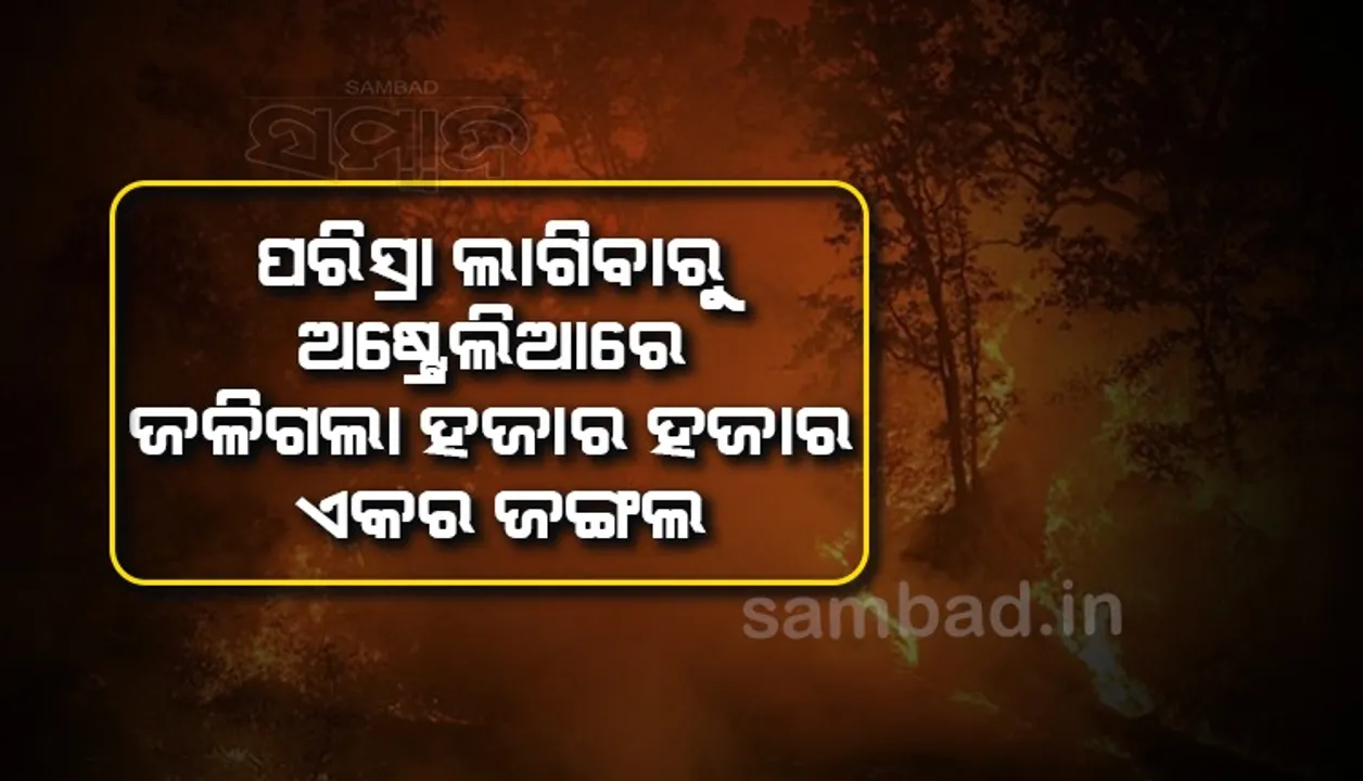  ପରିସ୍ରା ଲାଗିବାରୁ ଅଷ୍ଟ୍ରେଲିଆରେ ଜଳିଗଲା ହଜାର ହଜାର ଏକର ଜଙ୍ଗଲ, ଘଟଣା କ'ଣ ଜାଣନ୍ତୁ