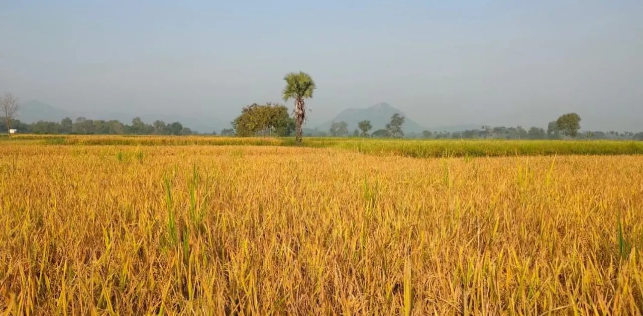  ମିଛ ଜମି ଧରାପକାଇଲା ସାଟେଲାଇଟ; ୫୧ ହଜାର ୯ ଶହ ୬୫ଟି ପ୍ଲଟର ହେବ ପୁନଃ ଯାଞ୍ଚ