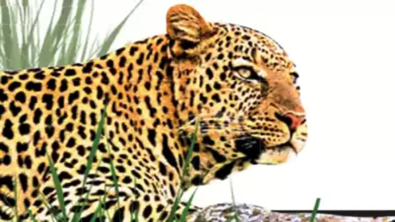 Image Courtesy of Times of India  