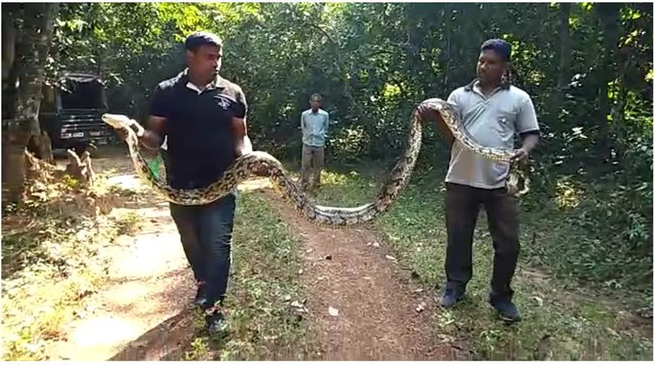  ୧୪ ଫୁଟିଆ ଅଜଗର ଦେଖି ଲୋକେ ଭୟଭୀତ, ଉଦ୍ଧାର କଲେ ସ୍ନେକ୍‌ ହେଲ୍ପଲାଇନ୍‌ର ସଦସ୍ୟ
