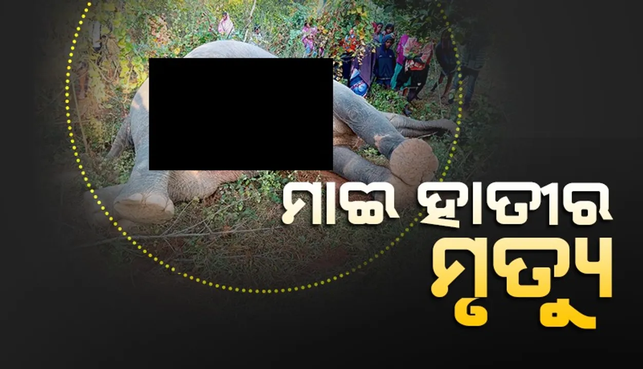  ରିଆମାଳରେ ମାଈ ହାତୀର ମୃତ୍ୟୁ
