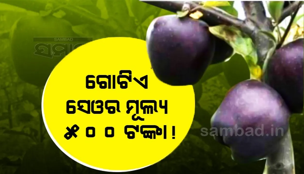  ସେଓର ନାମ ‘ବ୍ଲାକ ଡାଏମଣ୍ଡ୍’, ମୂଲ୍ୟ ରହିଛି ଗୋଟାକୁ ୫୦୦ଟଙ୍କା